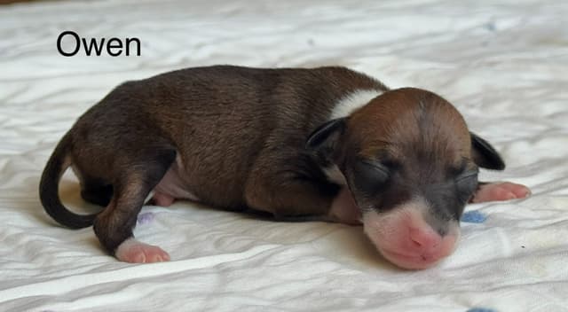 Italian Greyhound Puppies media 5