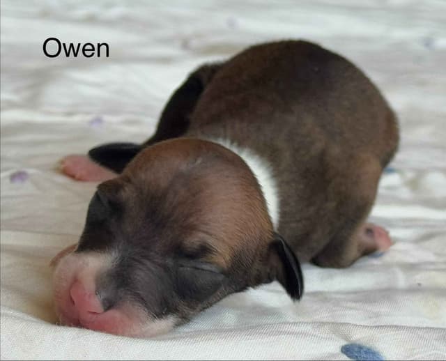 Italian Greyhound Puppies media 6