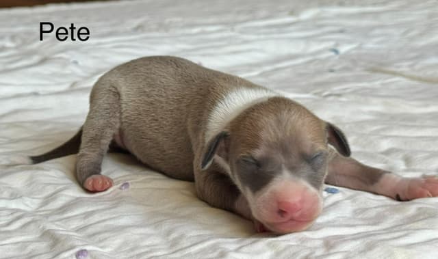 Italian Greyhound Puppies media 7