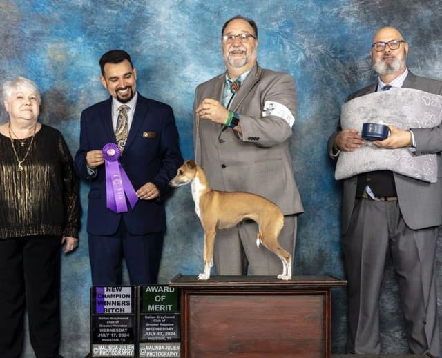 Italian Greyhound Puppies media 9