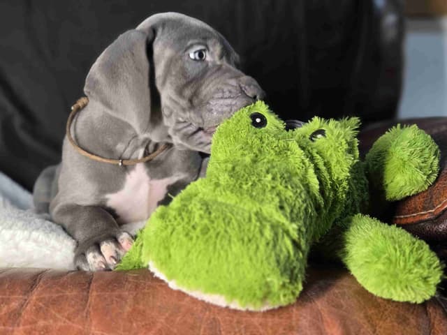 Great Dane Puppies media 2