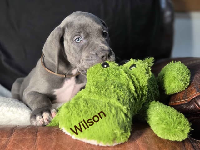 Great Dane Puppies media 3