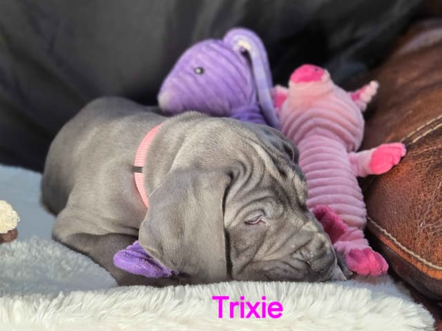 Great Dane Puppies media 4