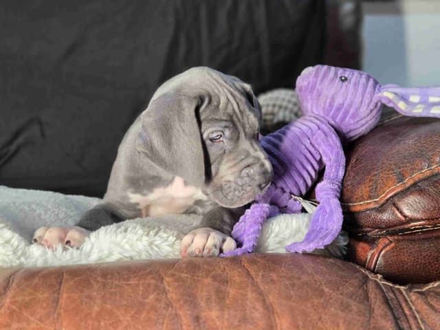 Great Dane Puppies media 7