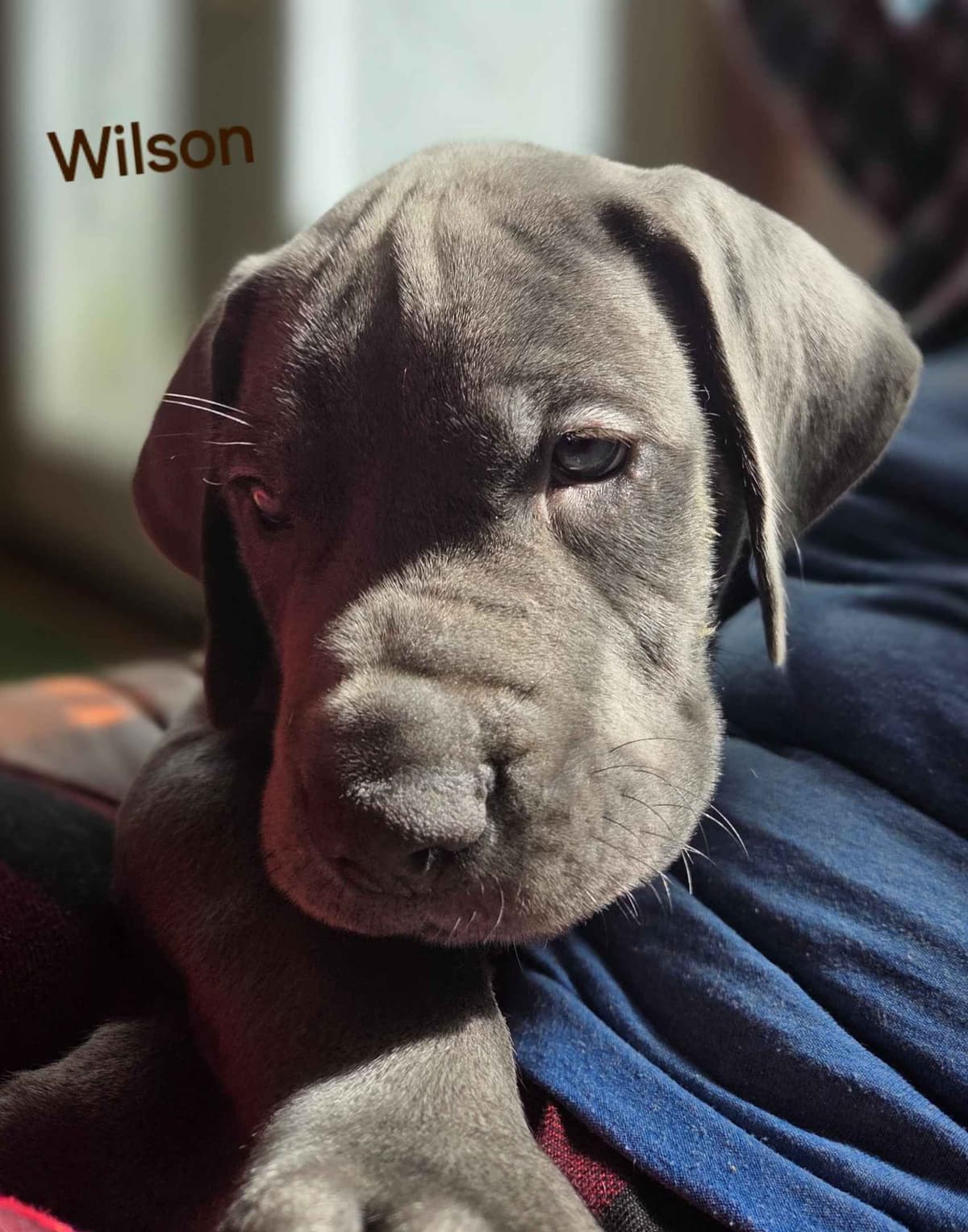 Great Dane Puppies breeder image 1