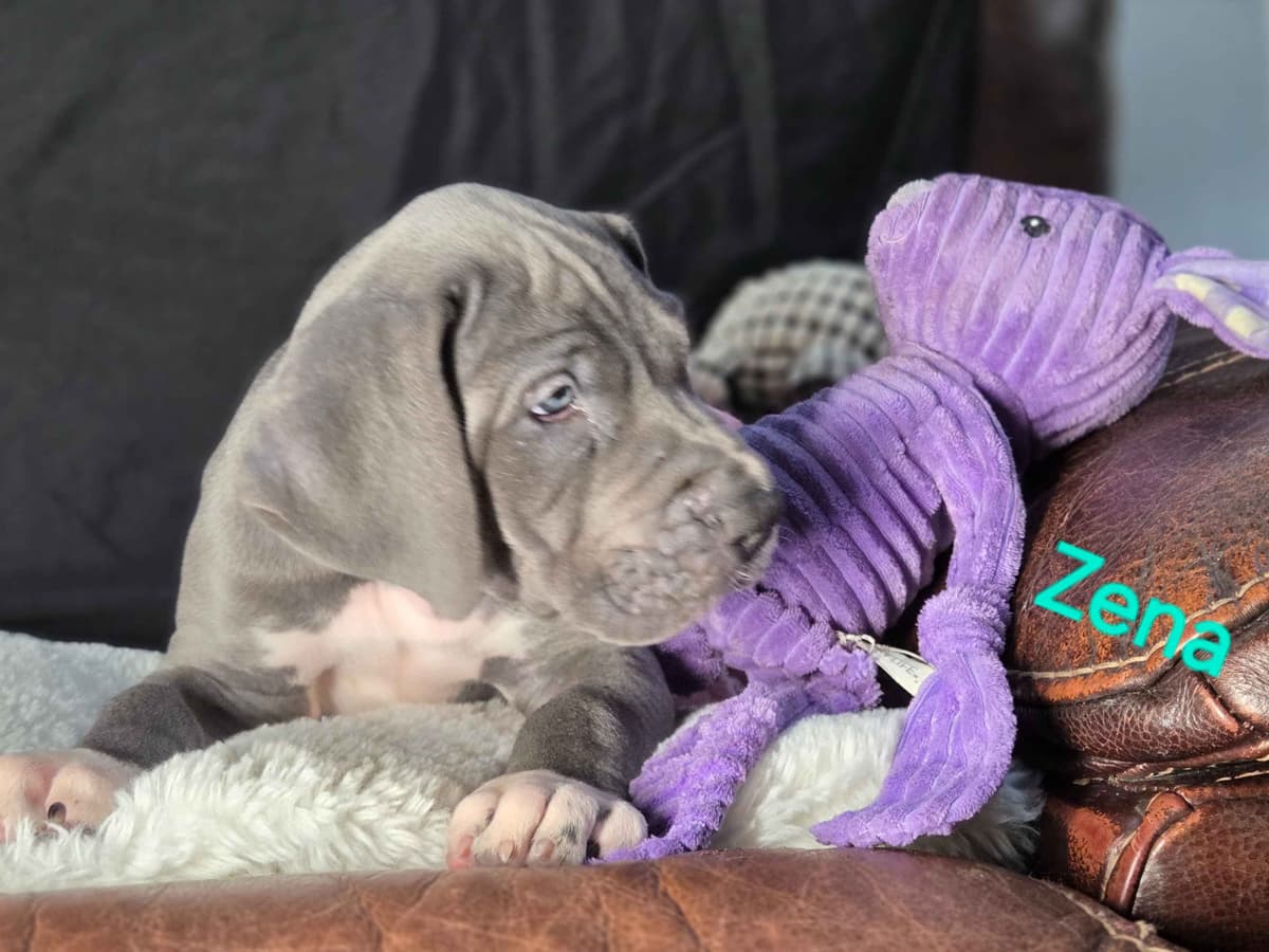 Great Dane Puppies breeder image 2