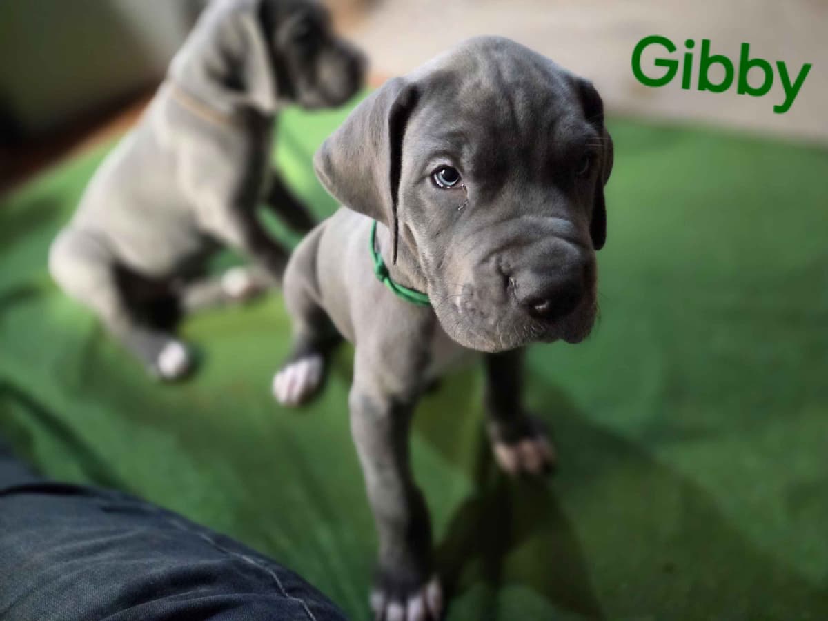 Great Dane Puppies breeder image 3
