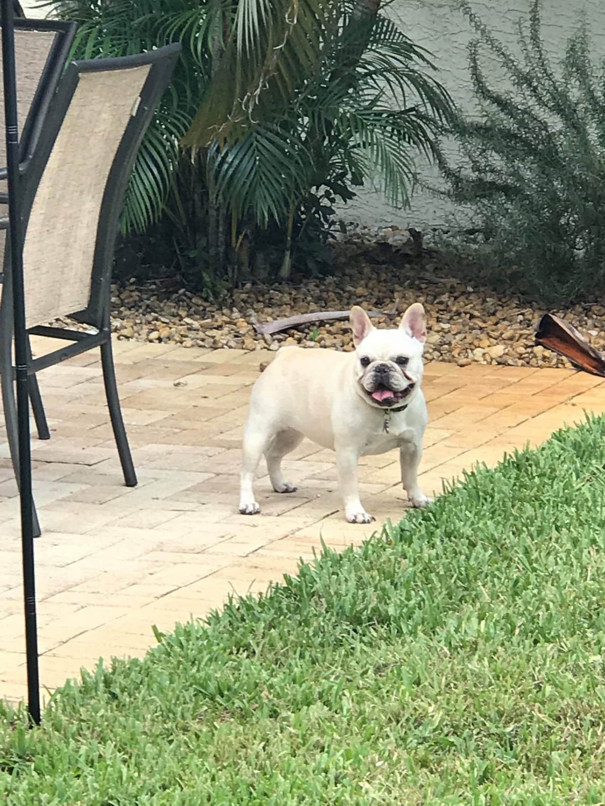 French Bulldog Puppies breeder image 15