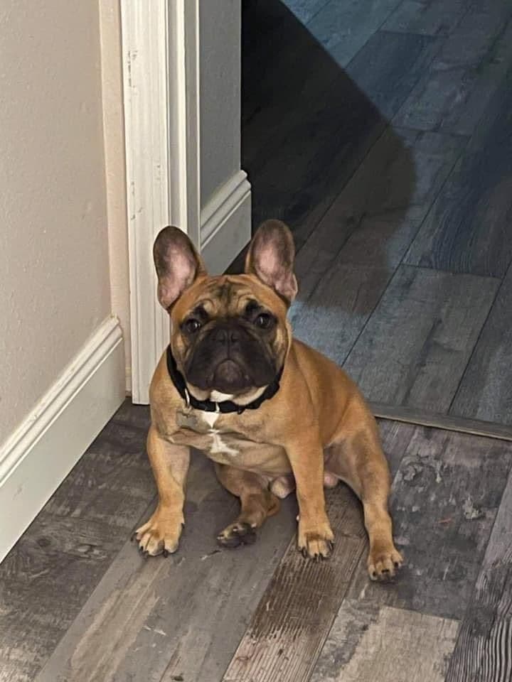 French Bulldog Puppies breeder image 16