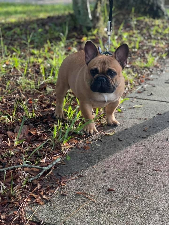French Bulldog Puppies breeder image 18