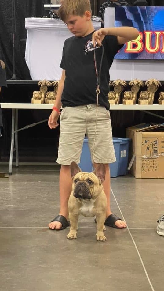 French Bulldog Puppies breeder image 14
