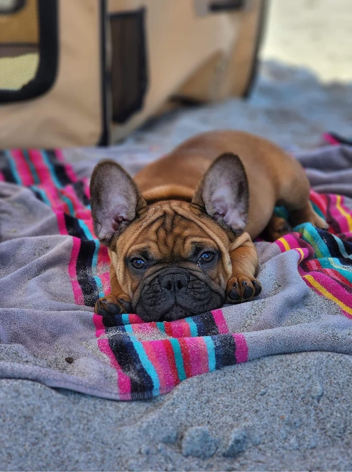 French Bulldog Puppies breeder image 11