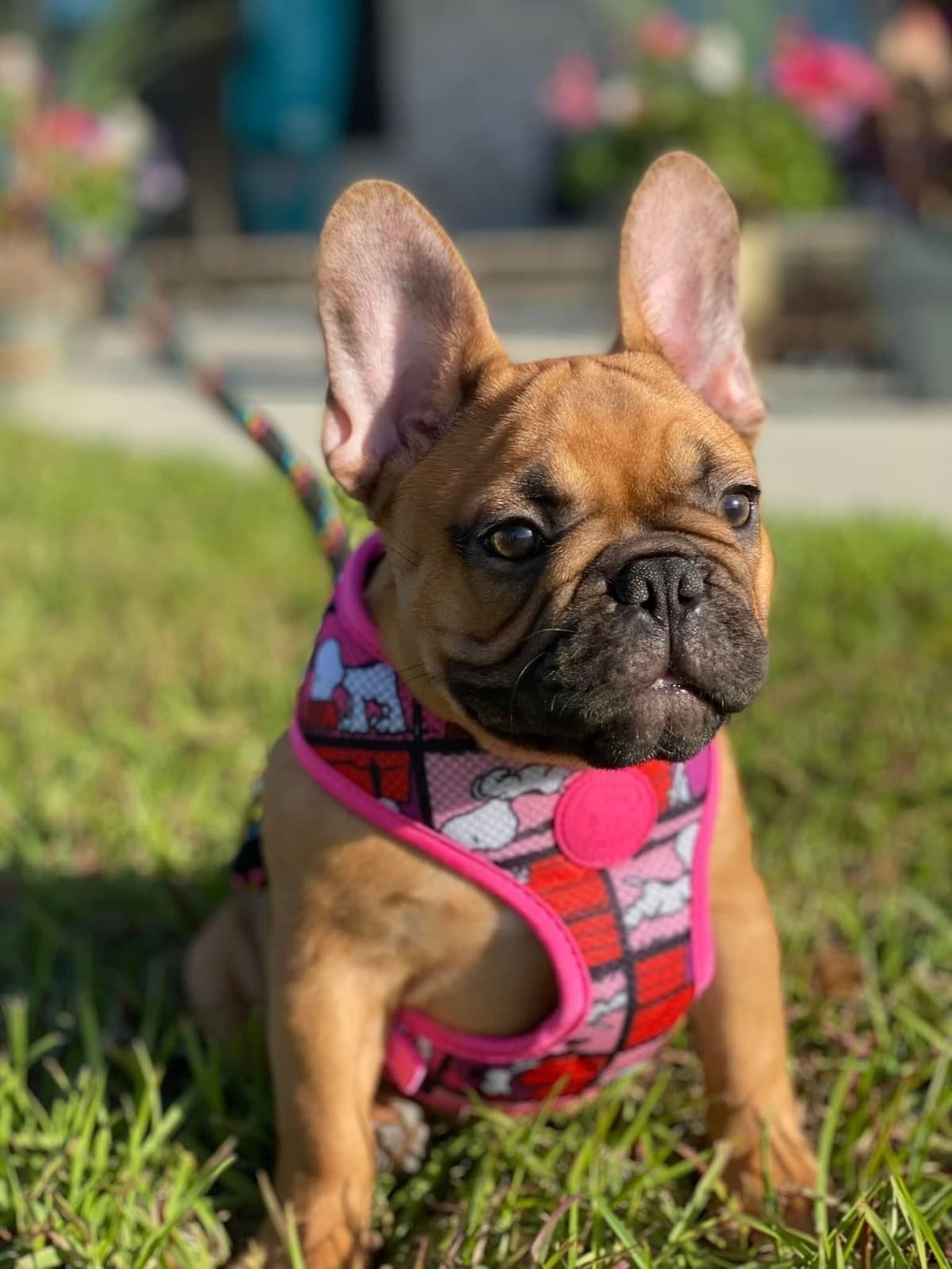 French Bulldog Puppies breeder image 12