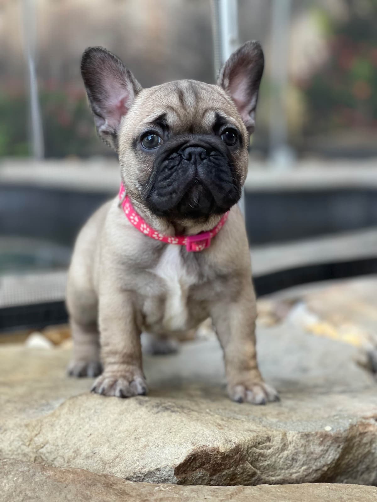 French Bulldog Puppies breeder image 9