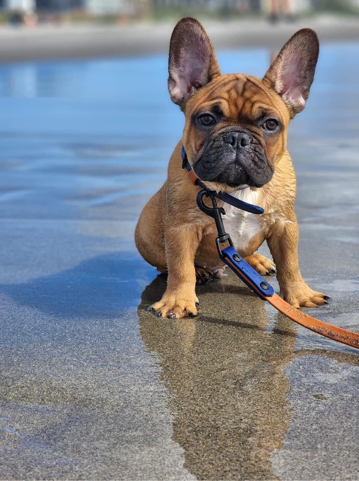 French Bulldog Puppies breeder image 10