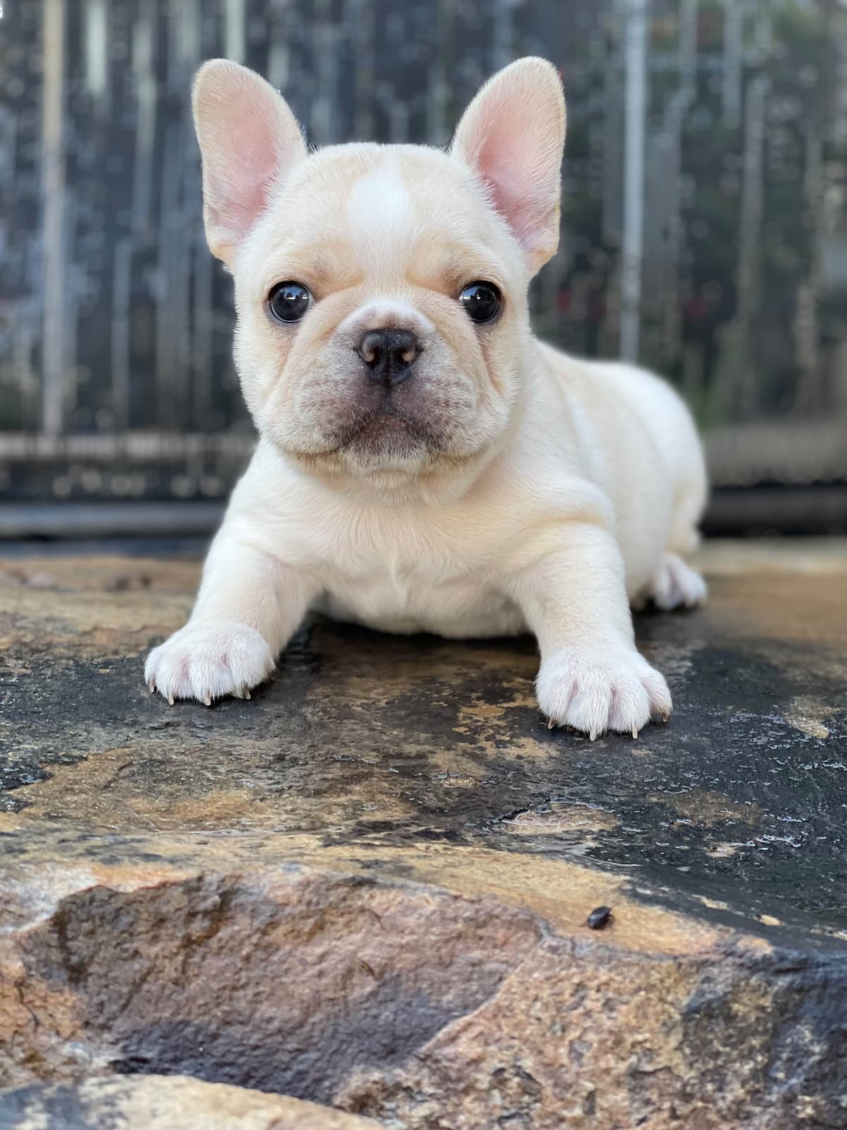French Bulldog Puppies breeder image 6