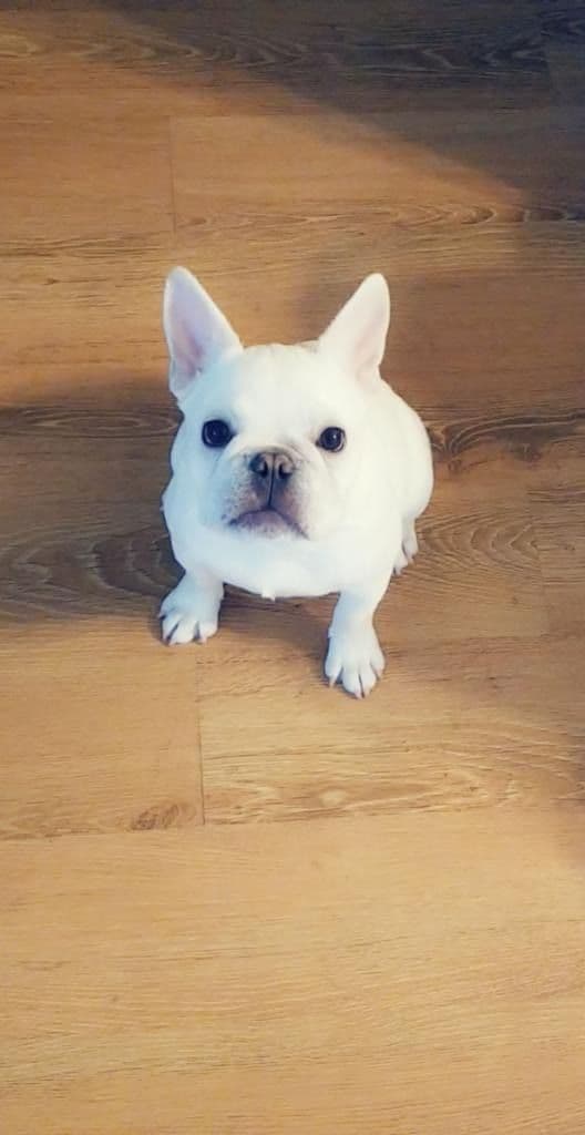 French Bulldog Puppies breeder image 20
