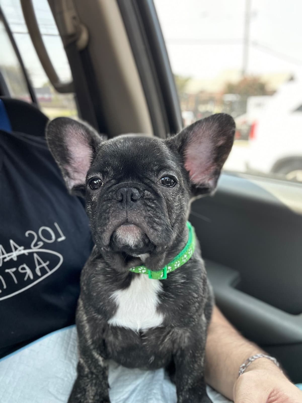 French Bulldog Puppies breeder image 2