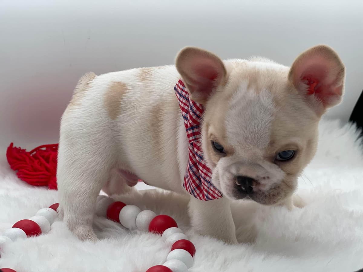 French Bulldog Puppies breeder image 5