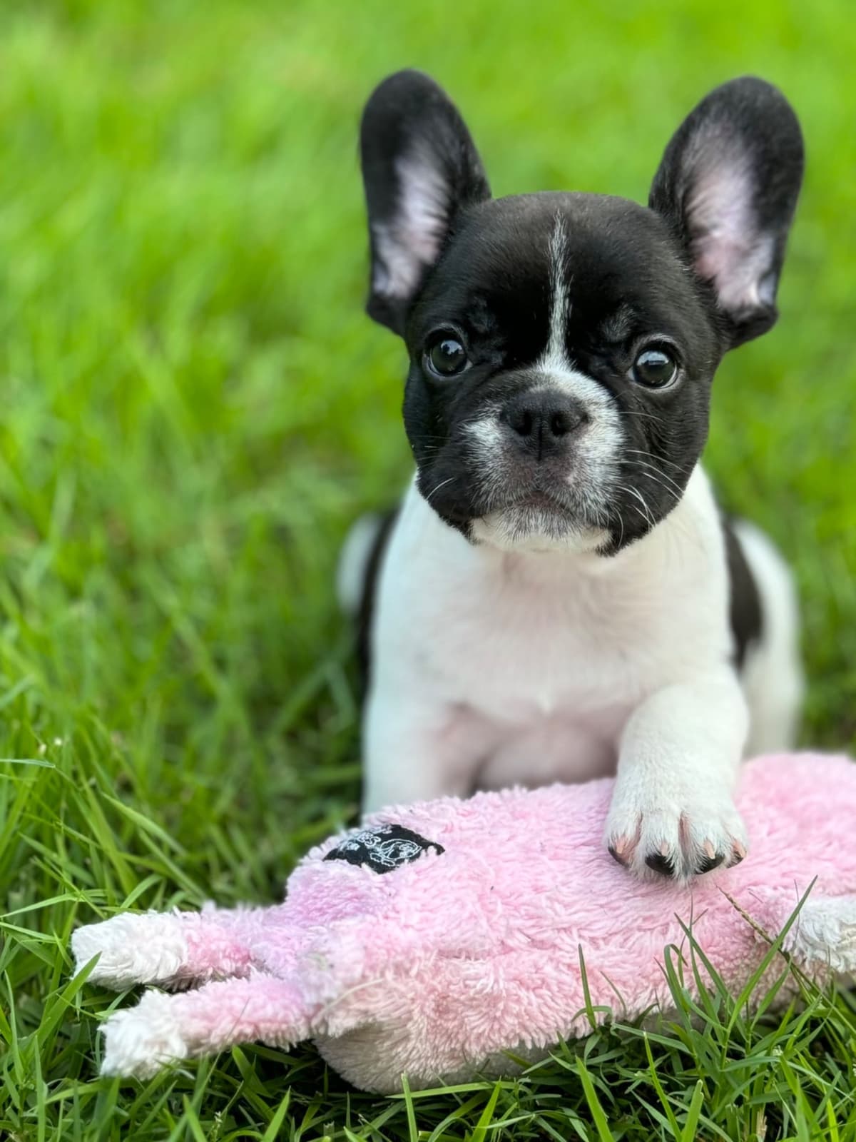 French Bulldog Puppies breeder image 1