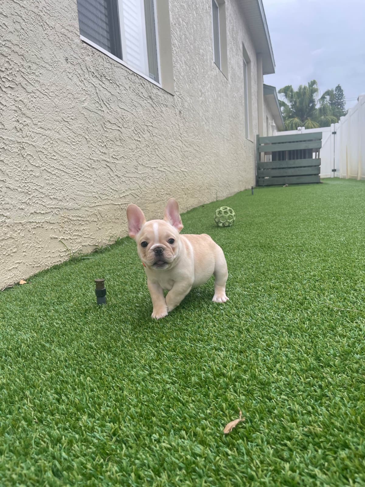 French Bulldog Puppies breeder image 3