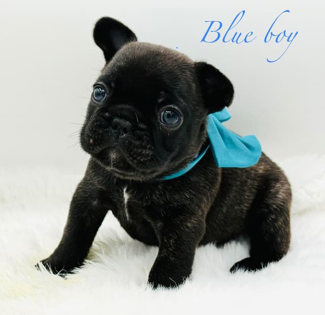 French Bulldog Puppies media 2
