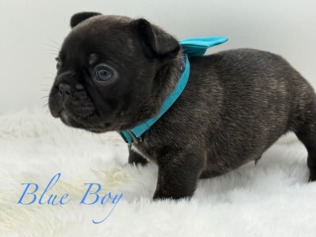 French Bulldog Puppies media 3