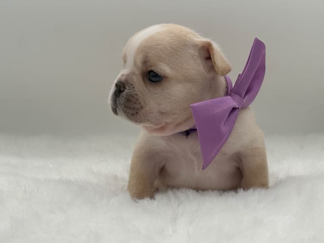 French Bulldog Puppies media 5
