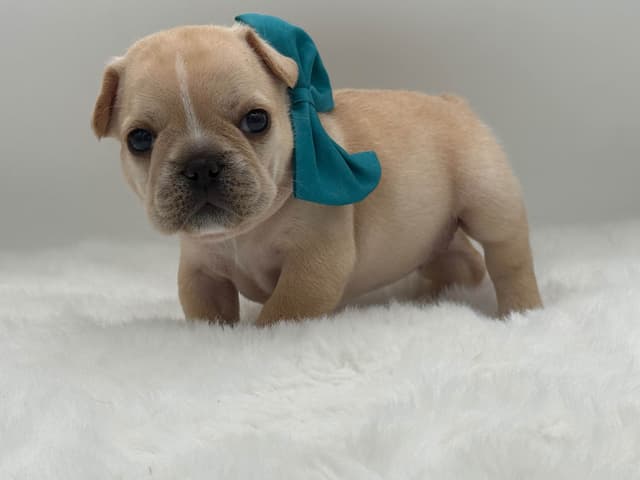 French Bulldog Puppies media 3