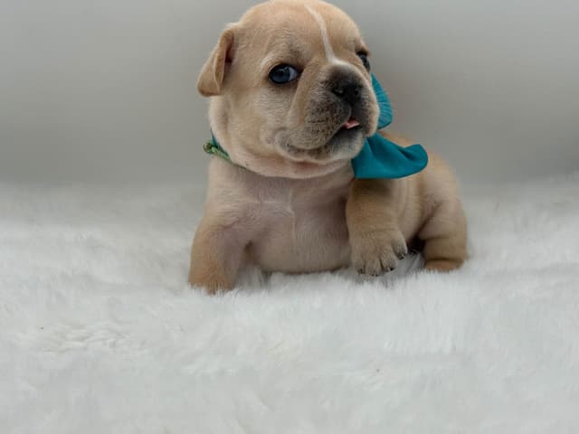 French Bulldog Puppies media 2