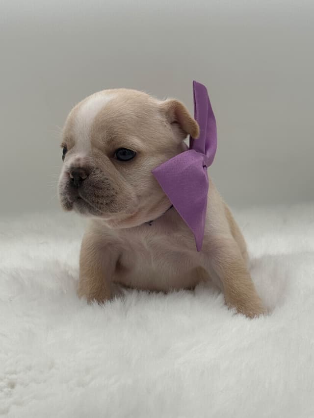 French Bulldog Puppies media 6