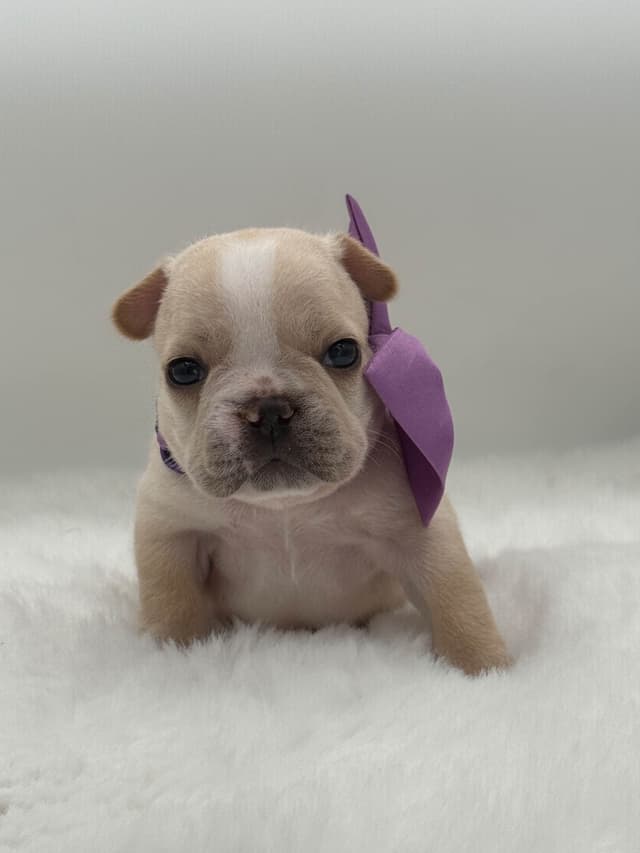 French Bulldog Puppies media 4