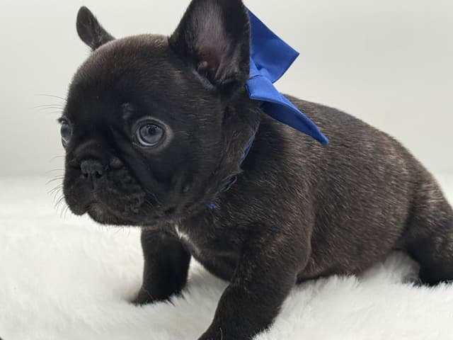 French Bulldog Puppies media 4