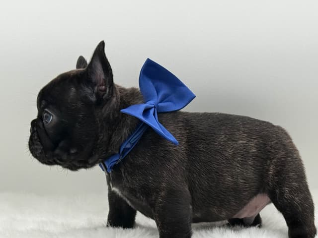 French Bulldog Puppies media 5