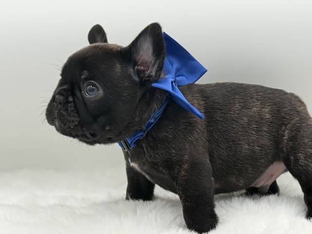French Bulldog Puppies media 6