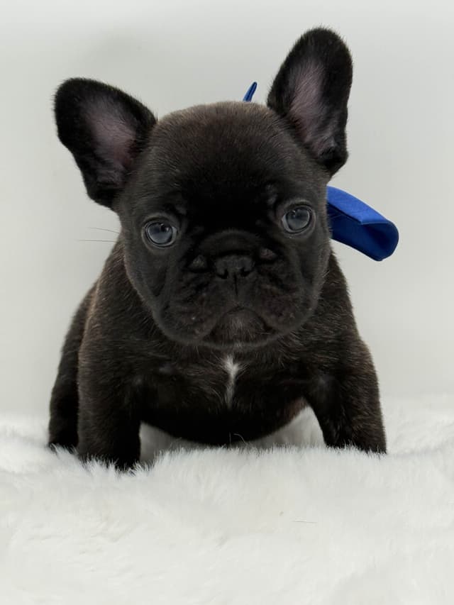 French Bulldog Puppies media 7