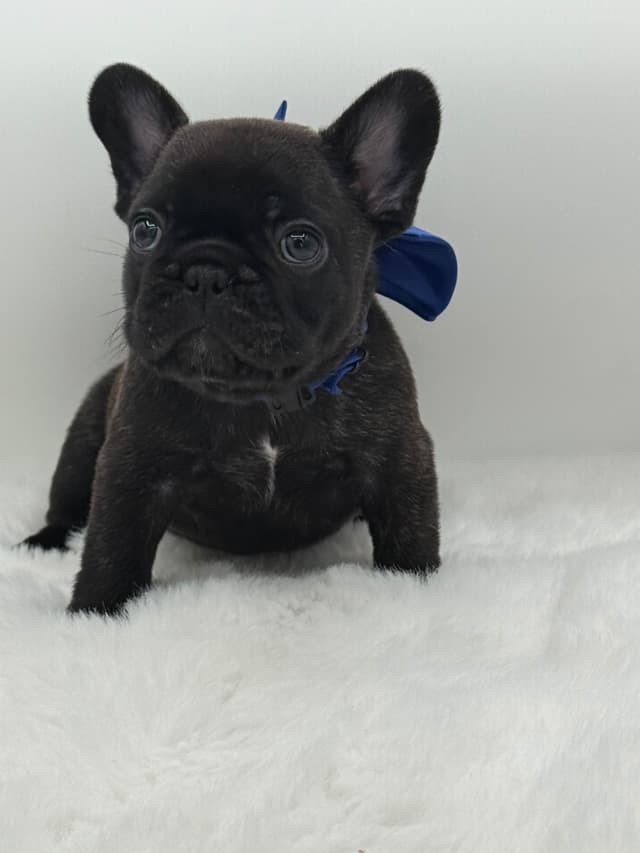 French Bulldog Puppies media 8