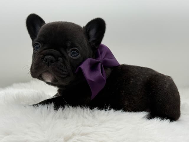 French Bulldog Puppies media 5