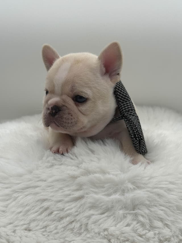 French Bulldog Puppies media 3