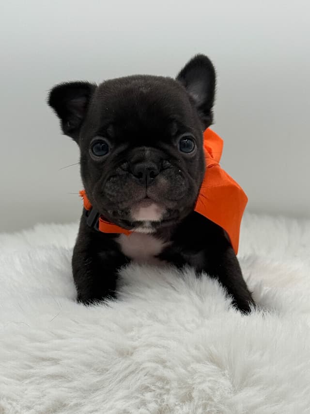 French Bulldog Puppies media 9