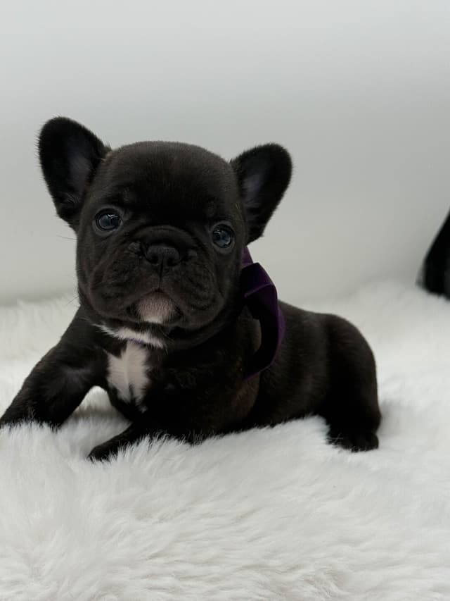 French Bulldog Puppies media 6