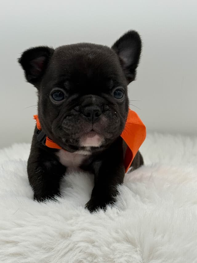 French Bulldog Puppies media 8