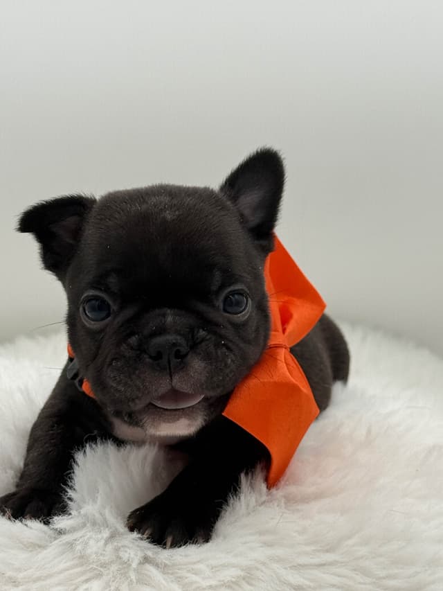 French Bulldog Puppies media 7