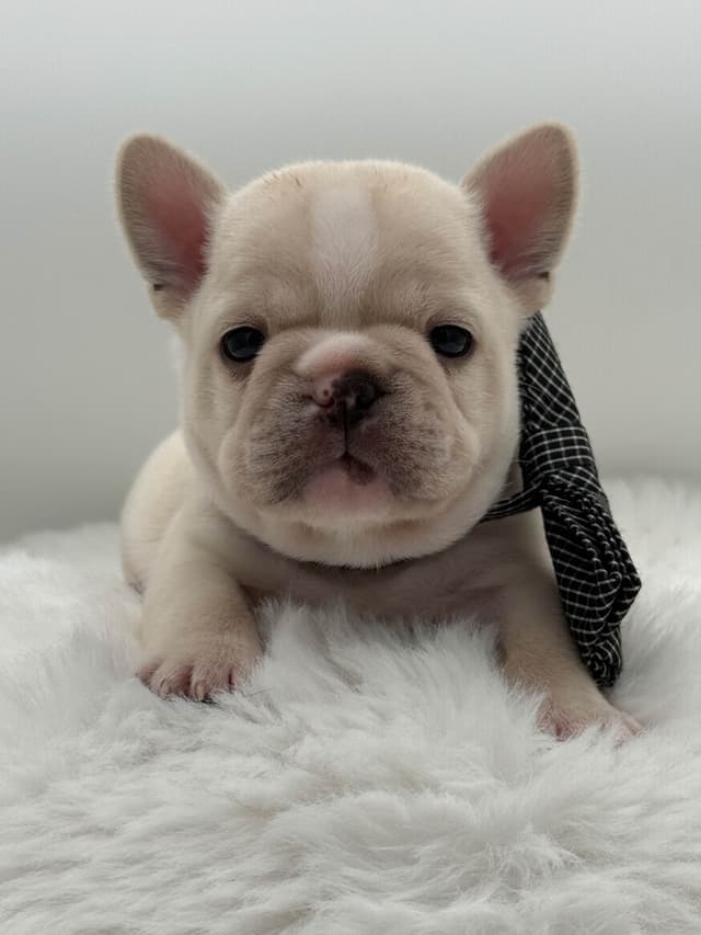 French Bulldog Puppies media 2