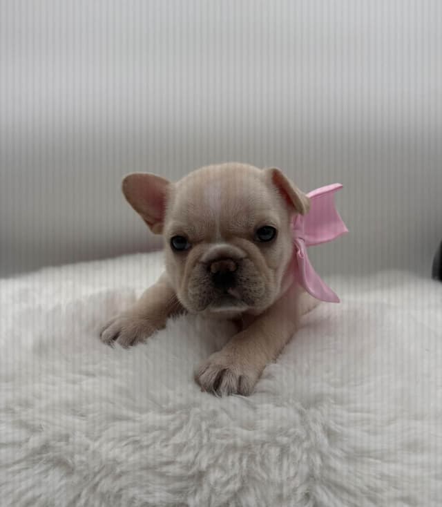 French Bulldog Puppies media 7