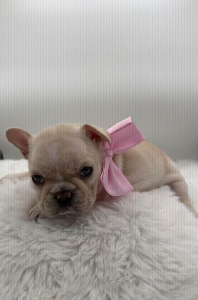French Bulldog Puppies media 8