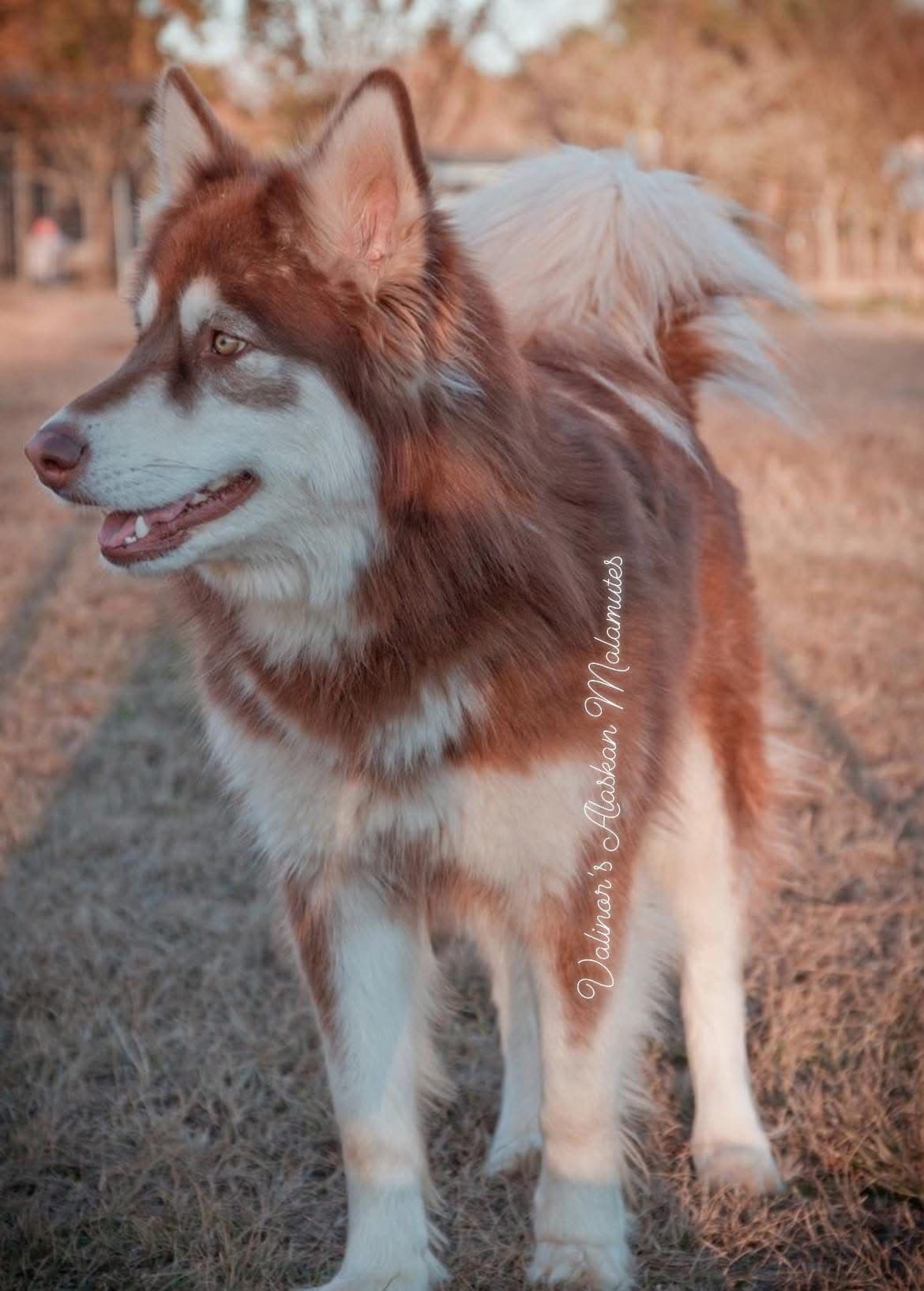 OFA Alaskan Malamute Pups breeder image 1