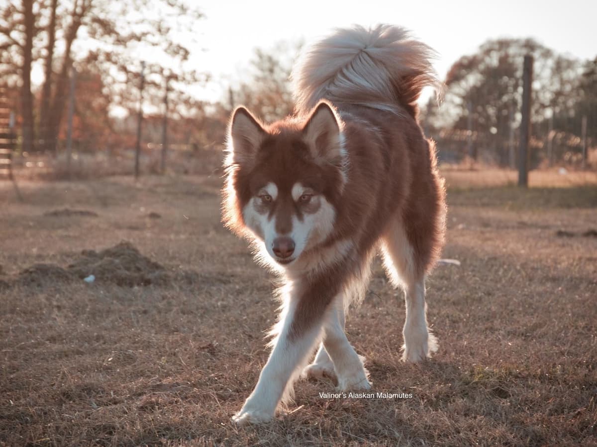 OFA Alaskan Malamute Pups breeder image 2