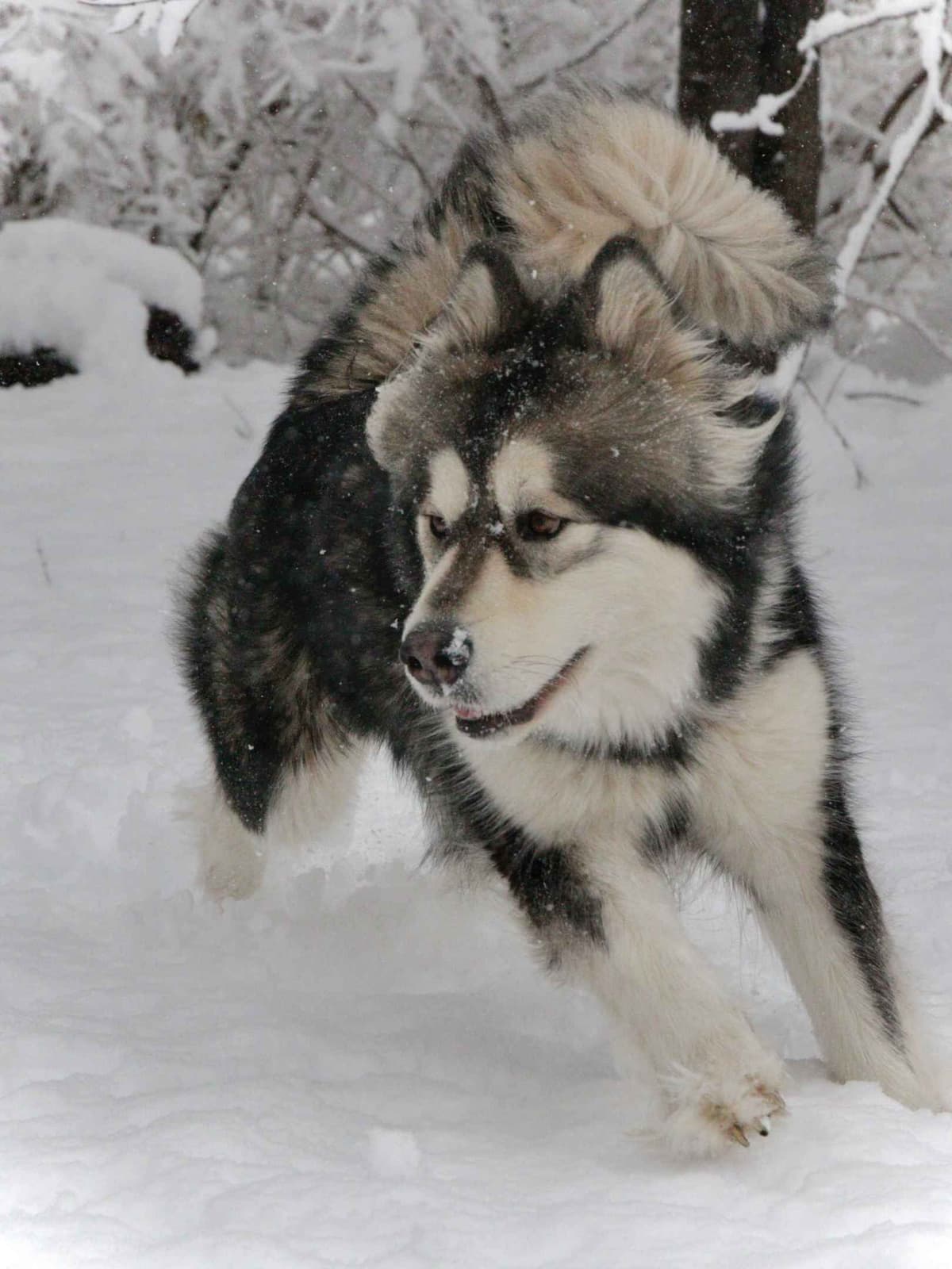 OFA Alaskan Malamute Pups breeder image 4