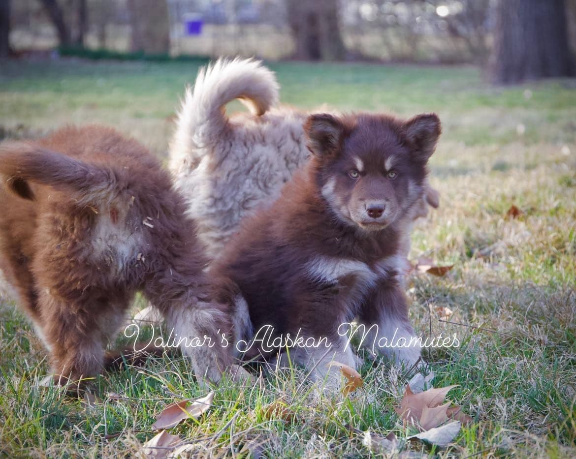OFA Alaskan Malamute Pups breeder image 7